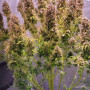 Cannabis seeds Original AUTO NORTHERN LIGHTS from Fast Buds