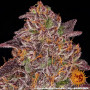 Cannabis seeds MIMOSA X ORANGE PUNCH AUTO from Barney's Farm