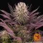 Семена конопли Mimosa x Orange Punch от Barney's Farm