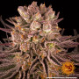 Семена конопли Mimosa x Orange Punch от Barney's Farm