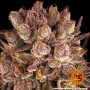 Семена конопли Mimosa x Orange Punch от Barney's Farm