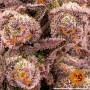 Семена конопли Mimosa x Orange Punch от Barney's Farm