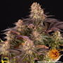 Семена конопли Mimosa x Orange Punch от Barney's Farm