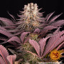 Семена конопли Mimosa x Orange Punch от Barney's Farm