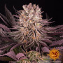 Семена конопли Mimosa x Orange Punch от Barney's Farm