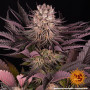 Семена конопли Mimosa x Orange Punch от Barney's Farm