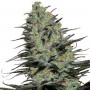 Cannabis seeds MORPHEUS® feminized from Buddha Seeds