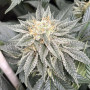 Семена конопли Bubblegum Gelato от Barney's Farm