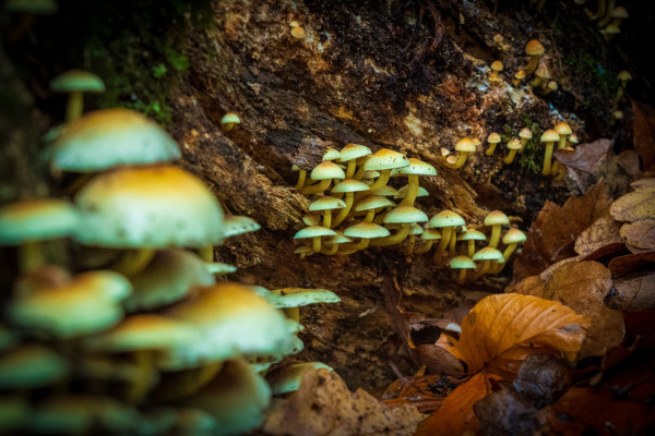 «Волшебные грибы» в домашних условиях