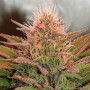 Cannabis seed variety Bubblelicious Feminised Silver