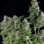 Cannabis seed variety Northern Lights Feminised Silver