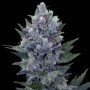 Cannabis seed variety Northern Lights Feminised Gold