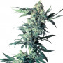 Cannabis seed variety Northern Lights Feminised Silver