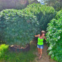 Сорт семян каннабиса Jamaica Sativa