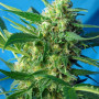 Cannabis seeds NYC DIESEL AUTO® from Sweet Seeds