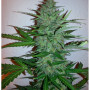 Cannabis seed variety Early Skunk Feminised Gold