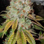 Cannabis seed variety OG Kush Feminised Gold