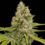 Cannabis seed variety OG Kush Feminised Gold