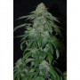 Cannabis seed variety OG Kush Feminised Silver