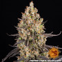 Cannabis seeds OG KUSH from Barney's Farm