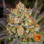 Cannabis seeds OG KUSH from Barney's Farm