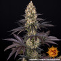 Cannabis seeds OG KUSH from Barney's Farm