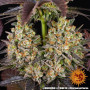 Cannabis seeds OG KUSH from Barney's Farm