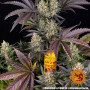 Cannabis seeds OG KUSH from Barney's Farm