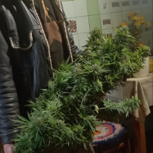 Lemon Skunk Feminised Silver