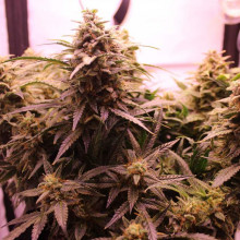 Auto LSD Feminised