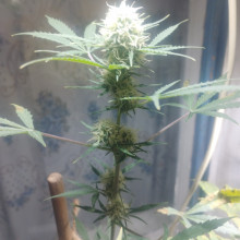 Auto Big Bang Feminised