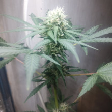 Auto LSD Feminised