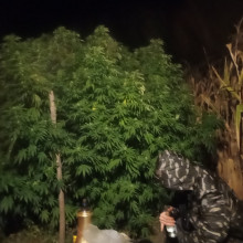 Lemon Skunk Feminised Silver