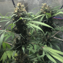 CBD Compassion Feminised Silver