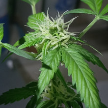 Auto Pablo Escobar Feminised