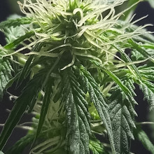 Auto Pablo Escobar Feminised