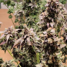 Auto Amnesia Feminised