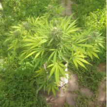 Auto Big Bang Feminised