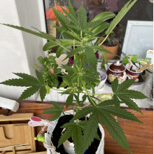 Auto AK 47 Feminised Monster Cannabis