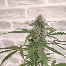 Auto Afgan Kush Feminised