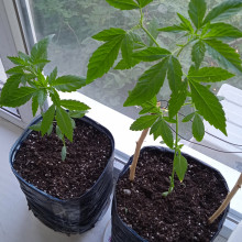 Auto Amnesia Feminised