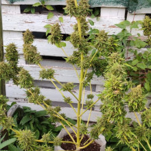 Auto AK 47 Feminised Monster Cannabis