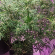 Auto LSD Feminised