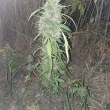 Auto Super Skunk Feminised