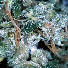 AK® feminized