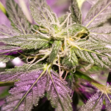 Auto LSD Feminised