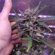 Auto AK 47 Feminised Monster Cannabis