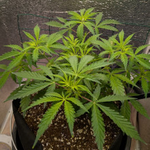 Auto Pablo Escobar Feminised