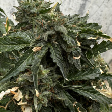 Auto Pablo Escobar Feminised (50 шт)