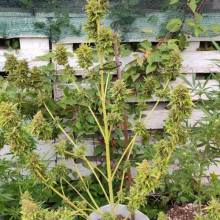Auto AK 47 Feminised Monster Cannabis